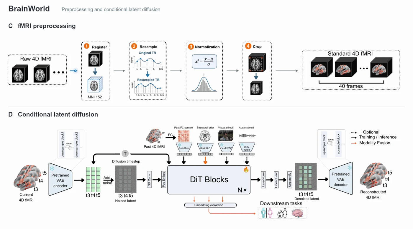 Animated BrainWorld framework: horizontal fMRI preprocessing followed by structural-prior-conditioned latent diffusion and downstream representation extraction.